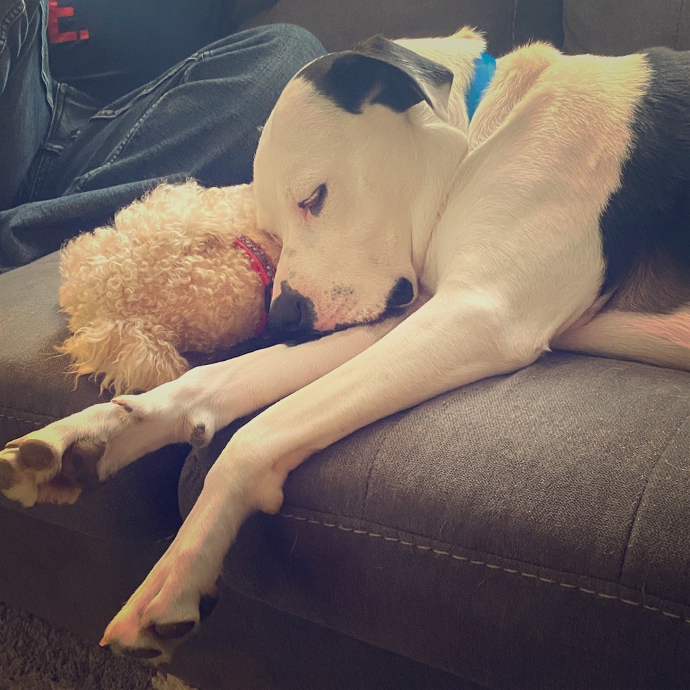 Meet your Posher, Shannon